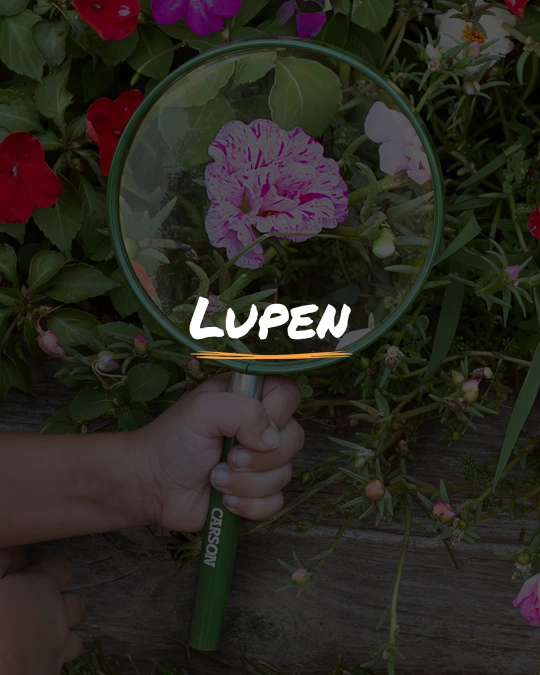 ERKUNDEN & BEOBACHTEN